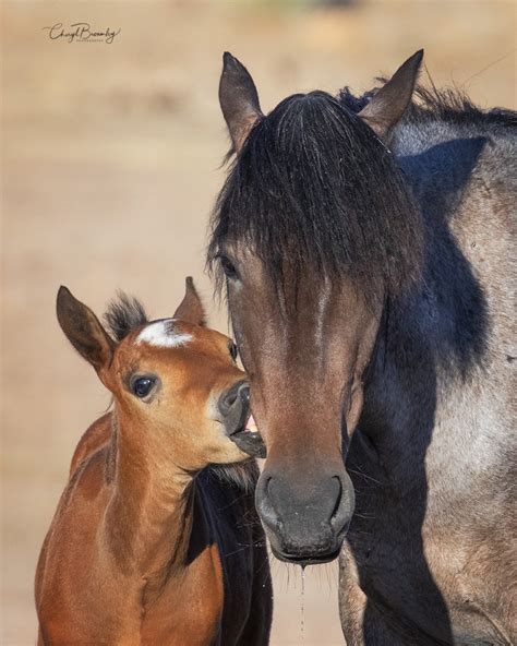 The magical friendship among diminutive equines is exemplified by the act of staring